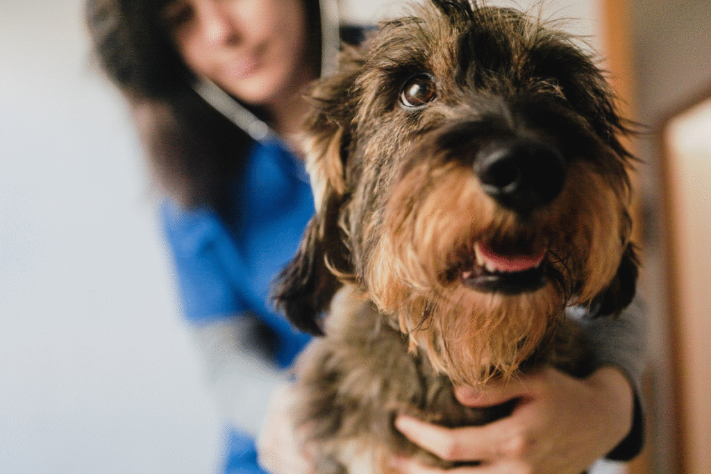 Tête d'un chien teckel en gros plan qui se fait ausculter par une vétérinaire à l'arrière plan