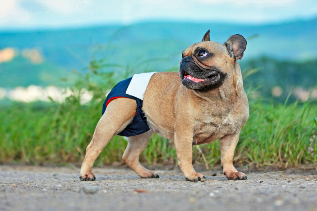 Chienne bouledogue avec une culotte de protection lavable