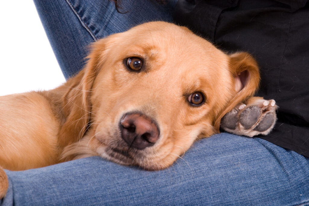 Portrait d'une chienne golden retriever allongé sur les jambes de sa propriétaire
