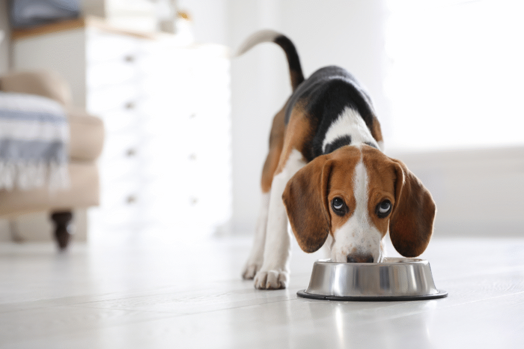 chiot beagle mange sa gamelle