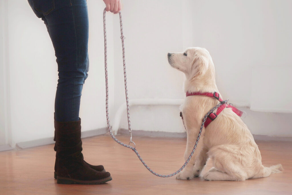 Chiot golden retriever, tenu en laisse, assis devant les jambes de sa proprietaire. Attend patiemment