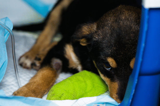 chiot couché dans une cage d'hospitalisation, le museau caché dans une alèse