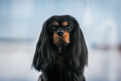 Portrait d'un chien cavalier king charles