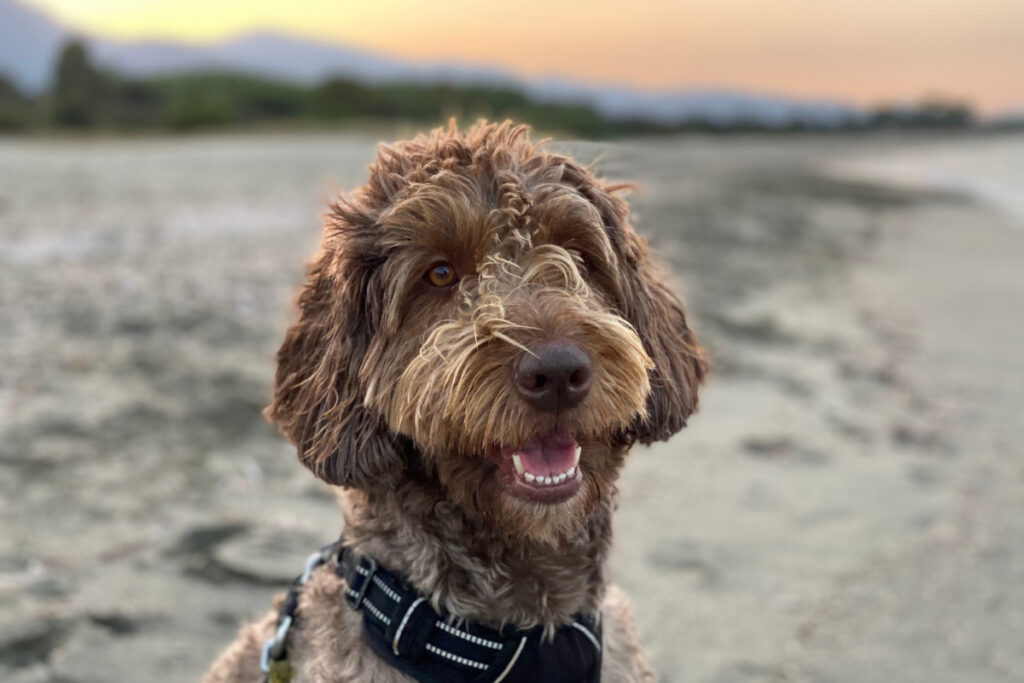 Portrait d'un chien assis sur une plage, gueule ouverte