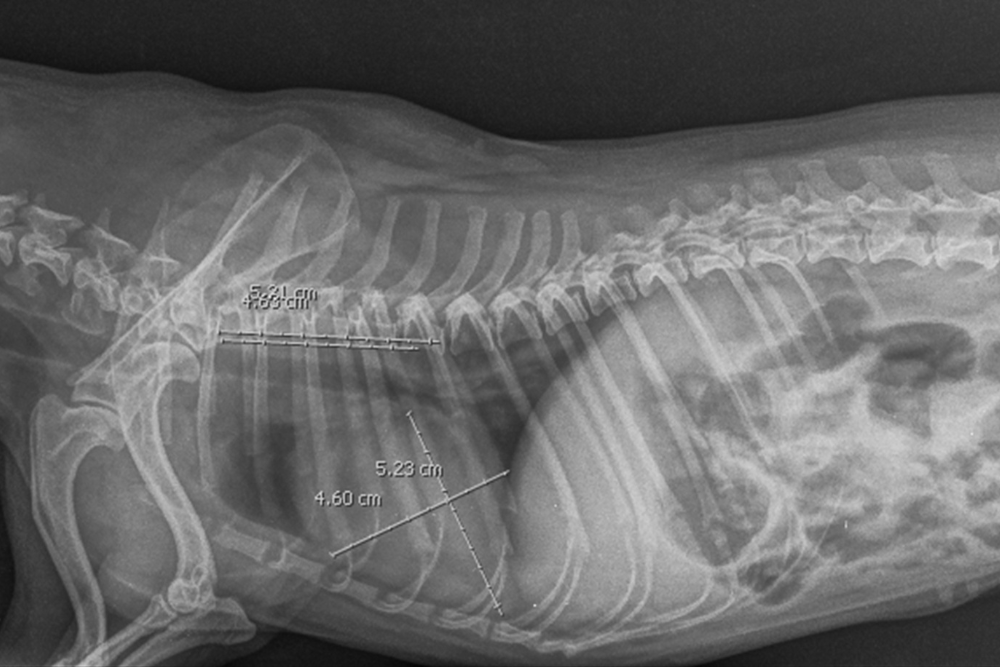 Radiographie de profil de thorax d'un chien avec un gros coeur