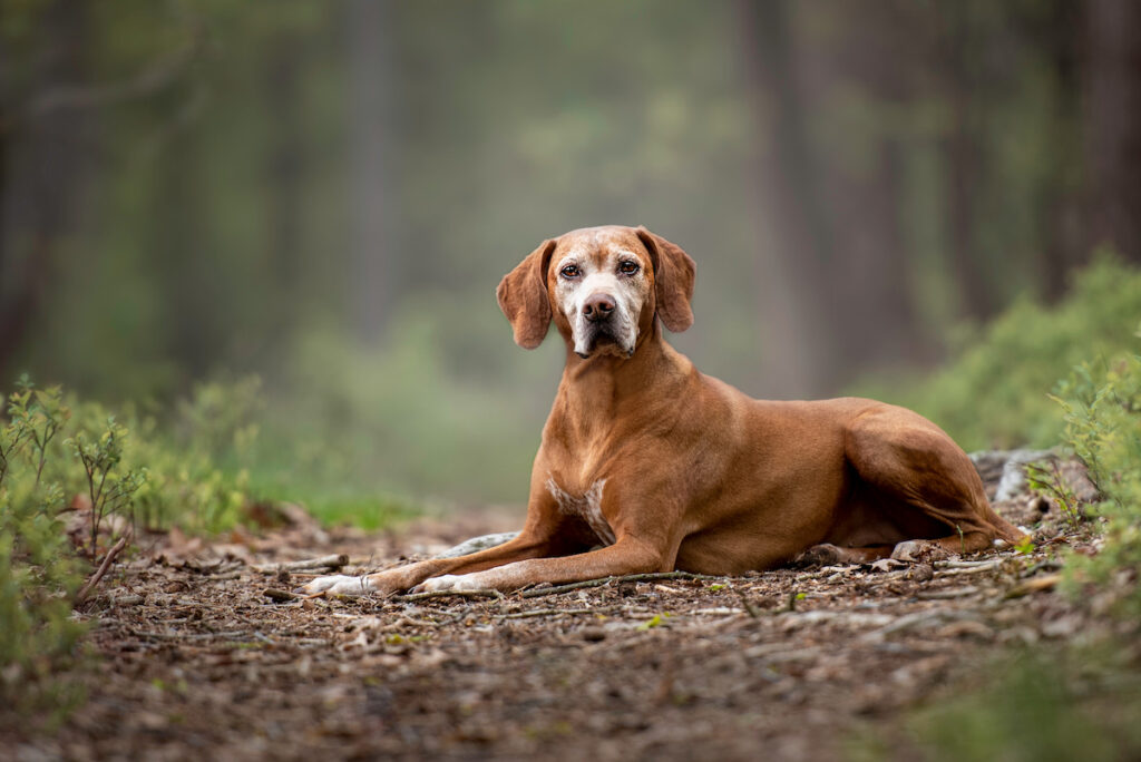 Chien de type braque couché sur un chemin de forêt, mais se tient alerte, tête relevée. Il semble âgé, car il a la truffe blanche. Il s'agit peut être d'un pause au cours de sa promenade au vu de son âge.