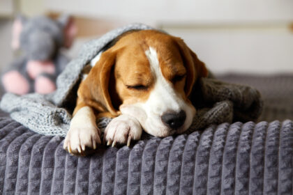 Chien dort avec une couverture sur lui, car il a de la fièvre