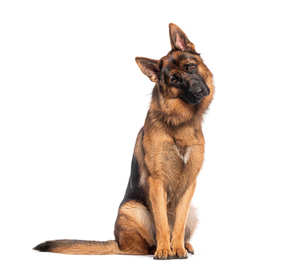 Chien berger allemand assis avec la tête penchée. Une race encore très présente dans le classement des races en 2025