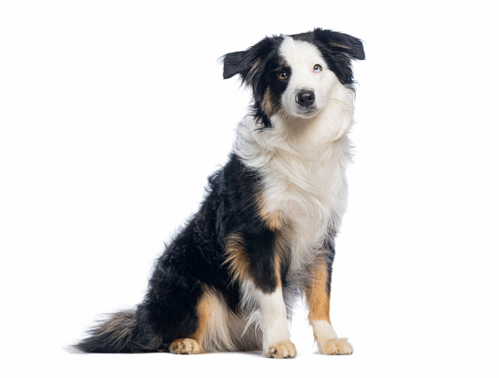 Chien berger américain miniature assis. compagnon actif de petite taille, tendance dans les adoptions récentes