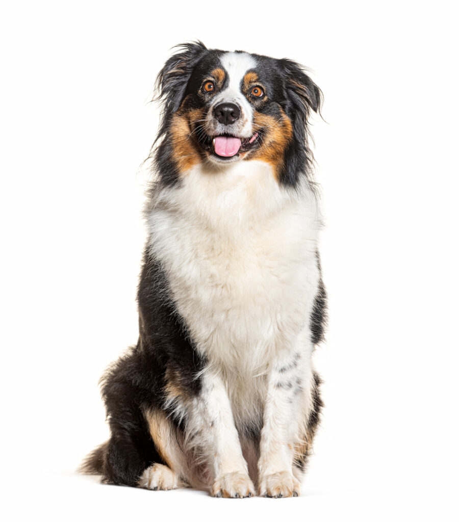 Chien berger australien assis, le chien de compagnie actif parmi les préférés des Français