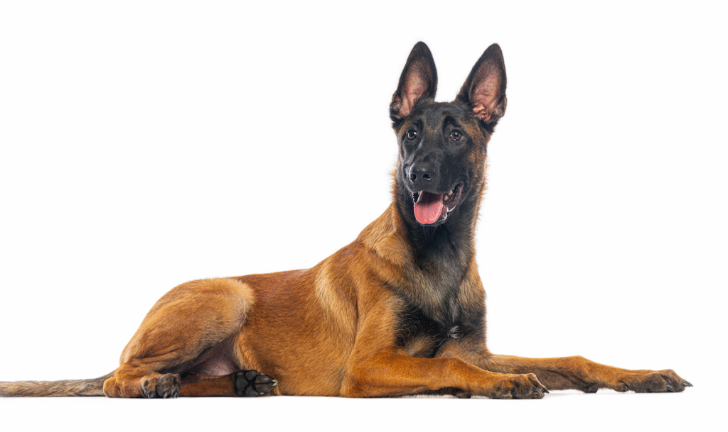Chien berger belge malinois couché par terre. utilisé comme chien de travail et compagnon dynamique en France
