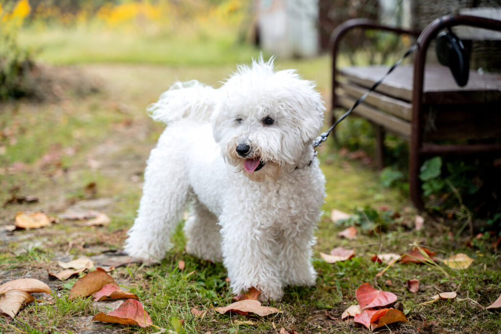 Un chien de race bichon frisé debout, et accroché par la laisse à un banc. Une race bien adaptée pour les seniors.