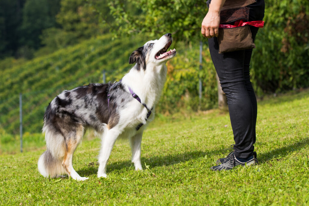 Chien de race border collie debout dans l'herbe, regarde sa propriétaire ou son éducatrice canine. Semble attendre des consigne pour un apprentissage.