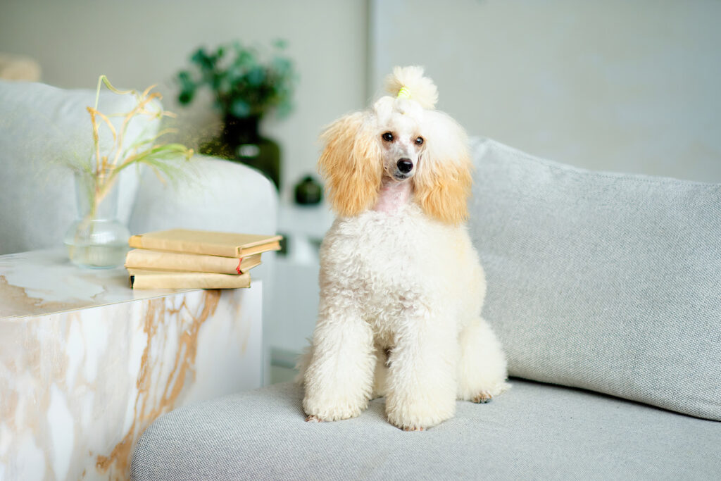 Un chien caniche nain assis sur un canapé et coiffé d'une houpette au-dessus de la tête. Une race de chien qui s'adapte bien à la vie avec un senior