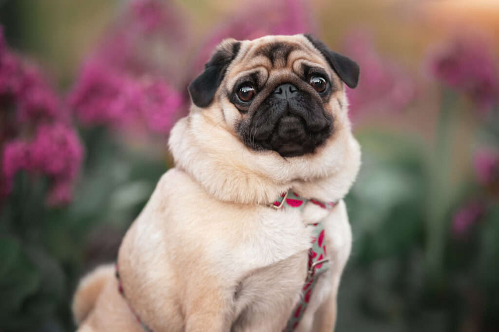 Portrait d'un chien carlin assis avec en arrière plan (flou) des fleurs. Le carlin fait aussi le bonheur des seniors.