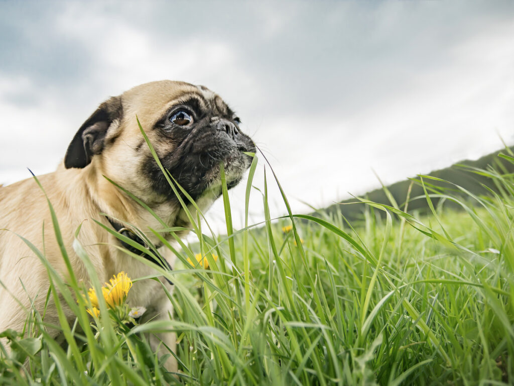 Chien de race carlin, statique dans un champ d'herbe. Un brin d'herbe semble rentrer dans sa bouche. SOn regard est inquiet comme s'il souffrait de problèmes digestifs