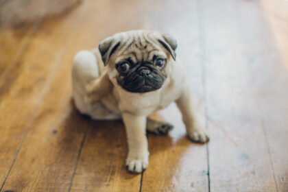 Chiot carlin assis sur le parquet, en train de gratter, probablement à cause d'une infestation de puces