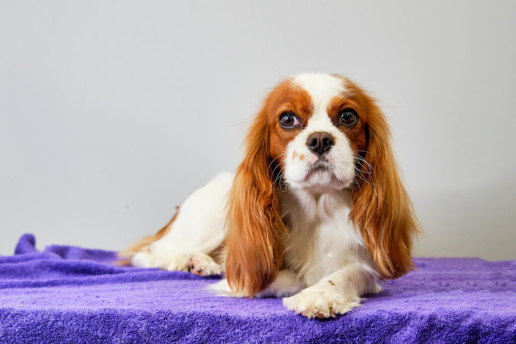 Chien de race cavalier king charles. Un chien connu pour son tempérament particulièrement placide et sociable. Une race recommandée pour les seniors.