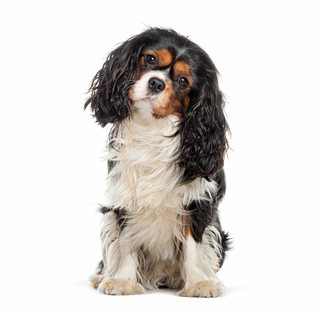 Chien cavalier king charles assis avec la tête penchée