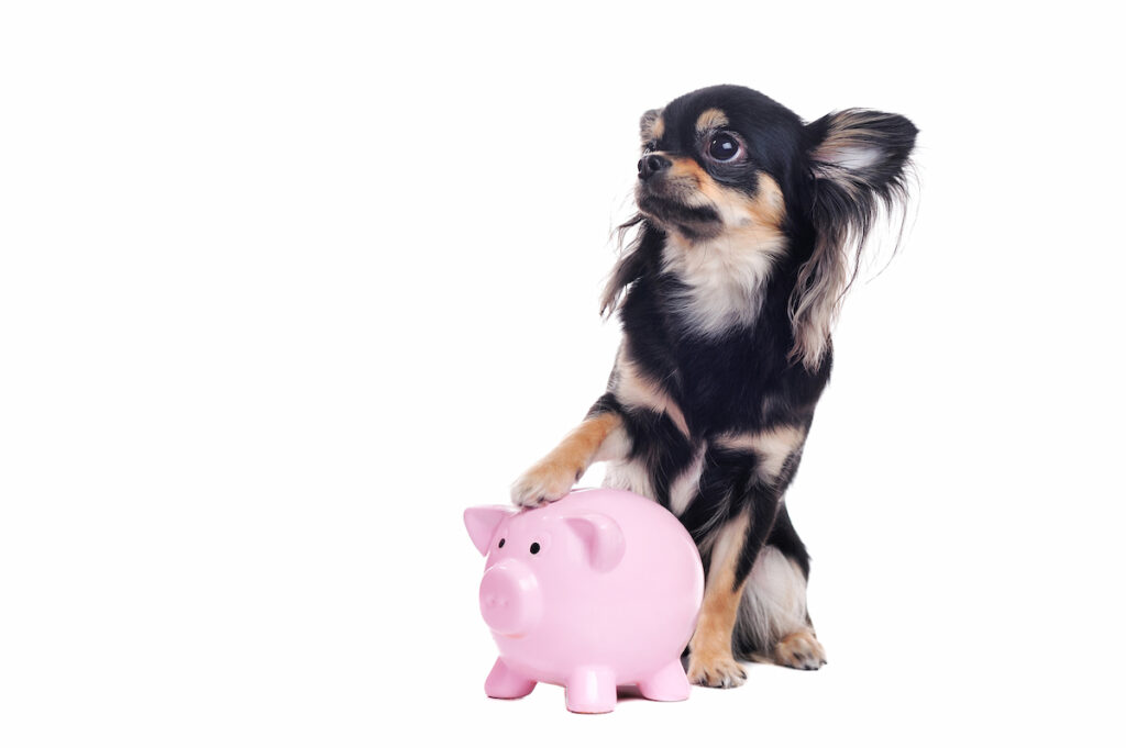 Chien de race chihuahua assis derrière une tirelire en forme de cochon. Il pose sa patte dessus. Économiser chaque mois peut être le moyen de parer aux dépenses des frais vétérinaires futurs.