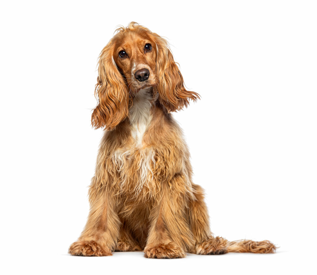 Chien cocker anglais assis. petit chien tendre et à la mode, idéal comme chien pour enfants