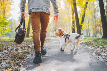 Un chien de race cocker se balade avec son propriétaire, sans laisse