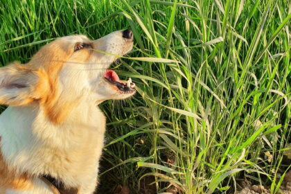 Chien de race corgi dans des herbes hautes. Il ouvre grand la gueule pour manger quelques brins d'herbe