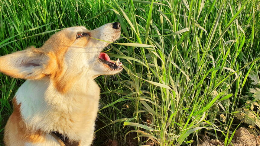 Chien de race corgi dans des herbes hautes. Il ouvre grand la gueule pour manger quelques brins d'herbe