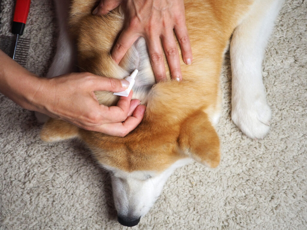Un chien couché au sol reçoit une pipette d'antiparasitaire. Sa propriétaire écarte les poils pour bien lui administrer sur la peau et assurer l'efficacité de l'antipuces