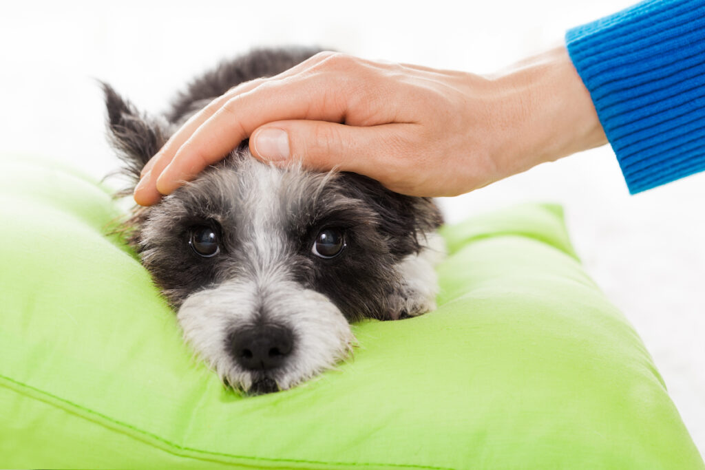 Un chien couché sur un coussin avec une main qui caresse sa tête, car il a de la fièvre