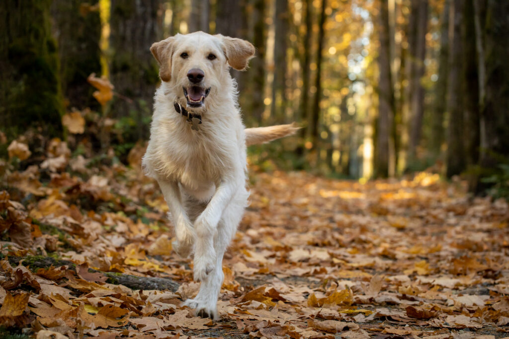 Un chien court en forêt, sans laisse. C'est l'automne, il y a des feuilles mortes partout.