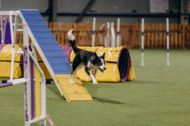 Un chien type border, descend un obstacle d'agility sur un parcours