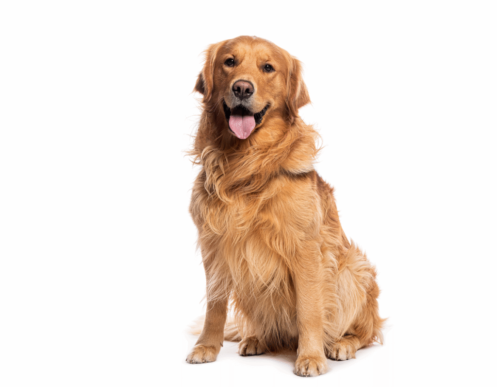 chien golden retriever assis, souvent cité dans le classement des races les plus adoptées en 2025