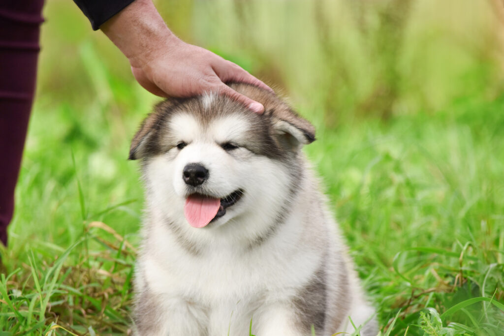 Chiot husky se fait caresser la tête. Il apprend la propreté