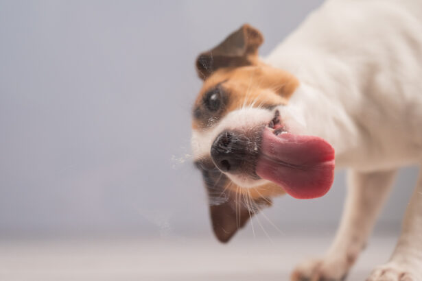 Un chien jack russel lèche une vitre transparente, probablement par simple curiosité