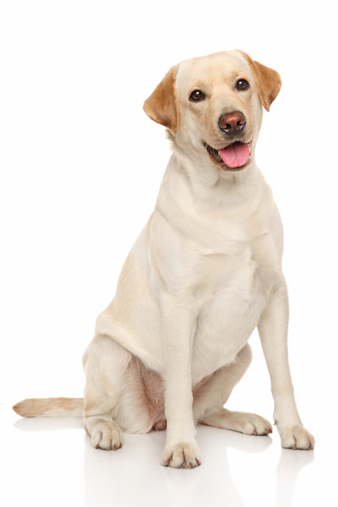 Chien labrador retriever assis. Race populaire parmi les chiens préférés des Français, adapté aux enfants