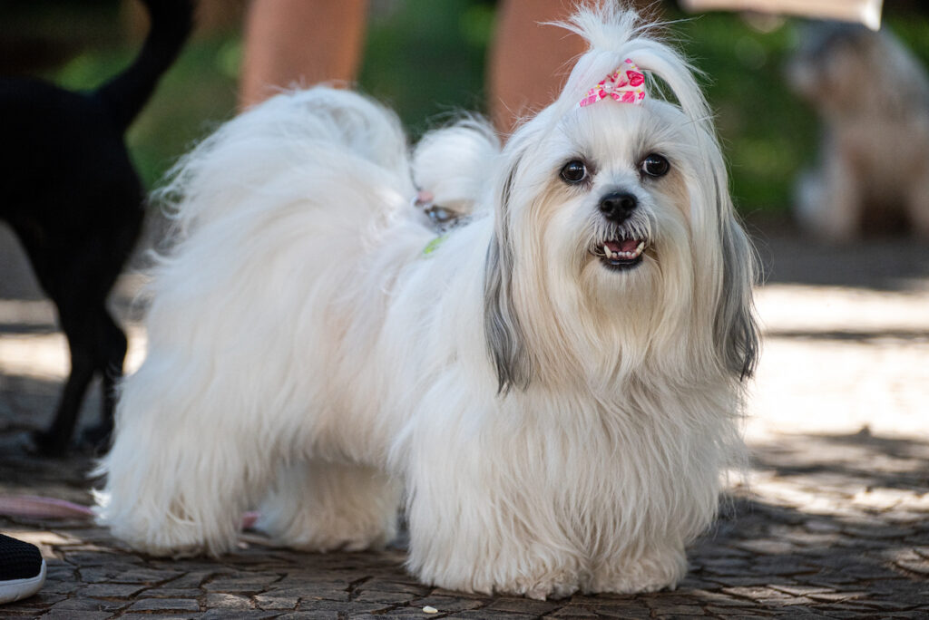 Un chien de race lhassa apso debout avec une houpette au-dessus de la tête afin de dégager ses yeux.