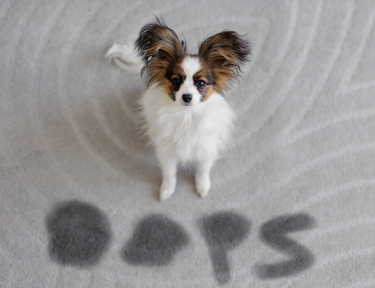 Chien assis sur un tapis devant une écriture probablement faites au pipi : "oops". Le chien chien n'a pas encore appris la propreté