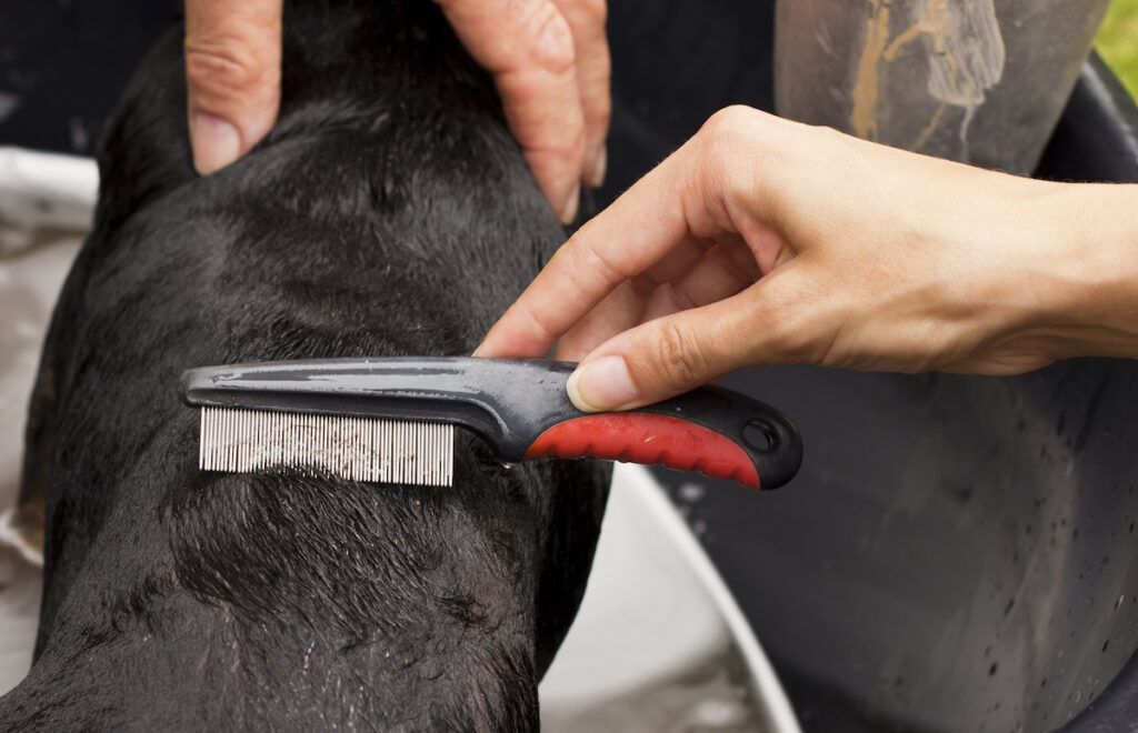 Un chien se fait peigner à l'aide d'un peigne antipuces sur le dos