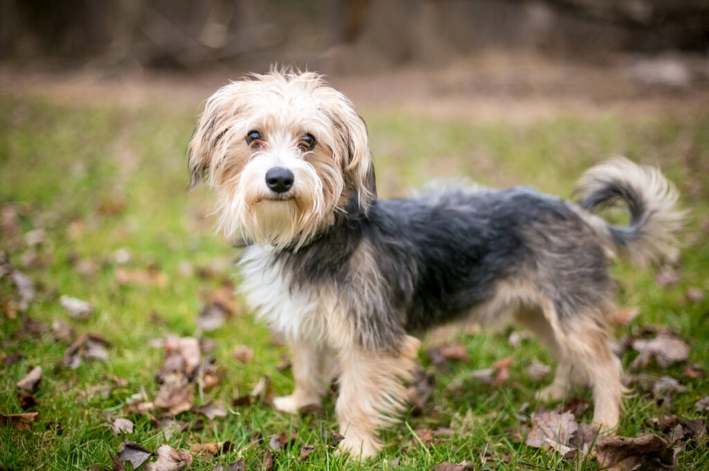 chien croisé se tenant debout au milieu des feuilles. Il n'appartient à aucun race référencée par la FCI