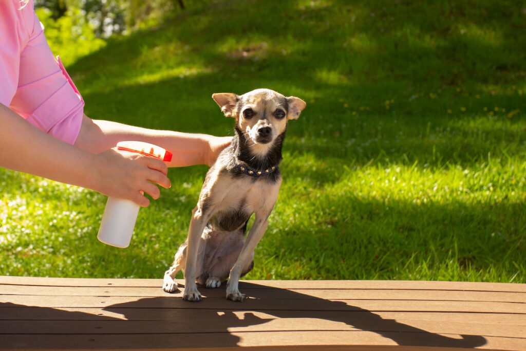 Un petit chien assis sur un banc se penche sur le côté droit pour éviter le spray antipuces que sa propriétaire (sur la gauche) souhaite lui vaporiser.