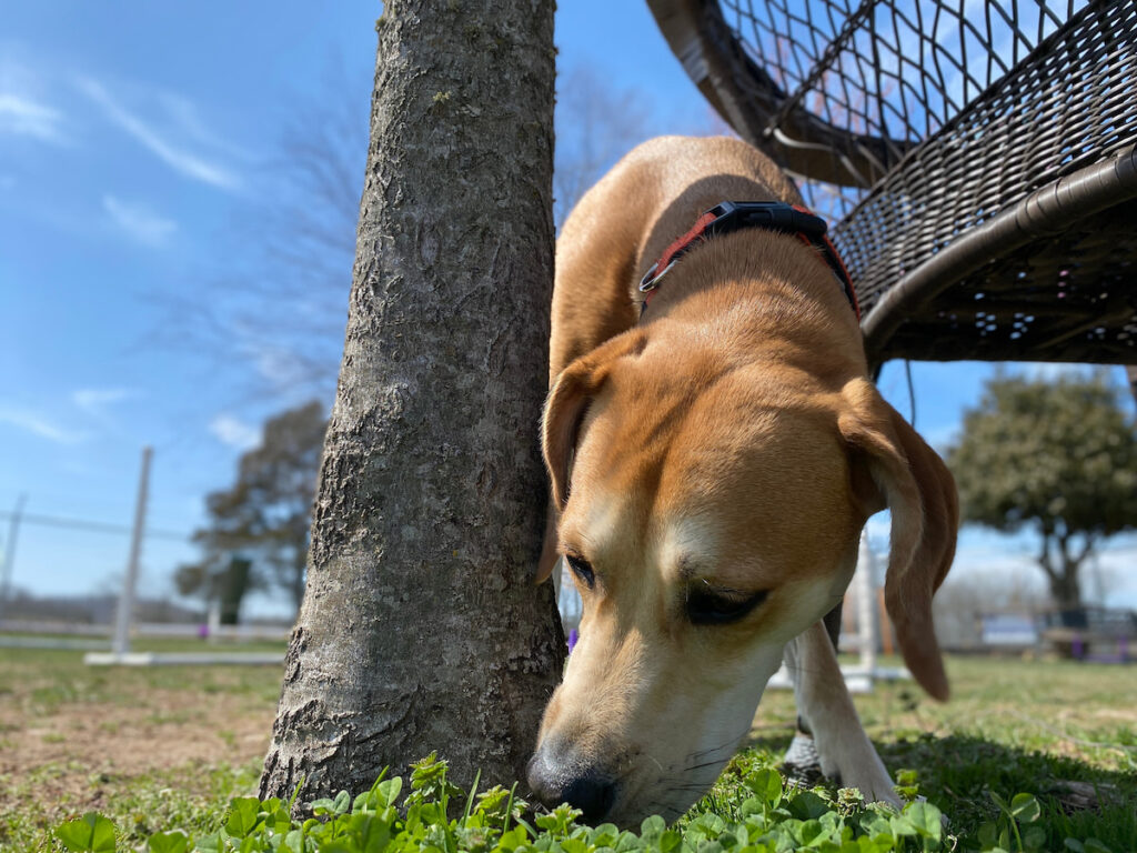 Un chien renifle au pied d'un arbre. Un moment essentiel à ne pas négliger au cours des promenades.