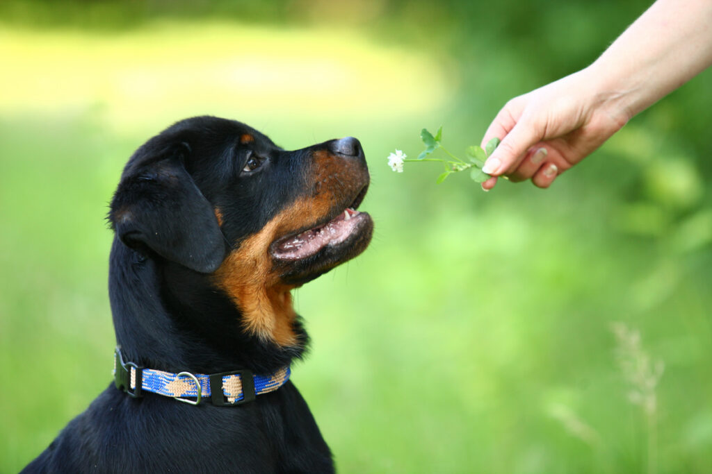 Chiot de race rottweiler assis de profil. Il renifle une fleur (trèfle blanc) qu'une main lui tend.