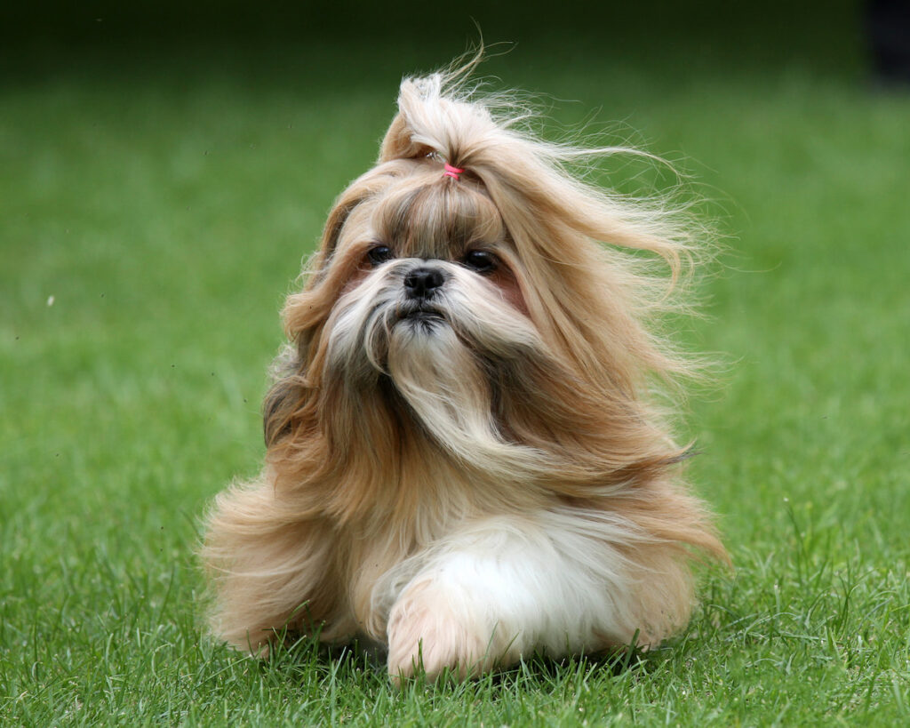 Chien shih tzu qui court avec ses poils longs au vent. Le shi-tzu est une race recommandée pour les seniors