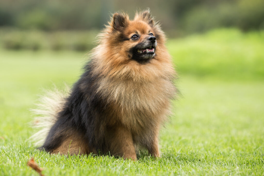 Chien de race spitz nain assis dans l'herbe et regarde vers le haut. Un petit chien au tempérament souvent dynamique, mais qui peut convenir aux seniors