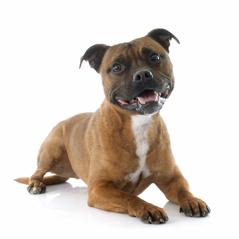 Chien american staffordshire bull terrier (staffie) couché. Un chien à la mode apprécié pour son tempérament affectueux
