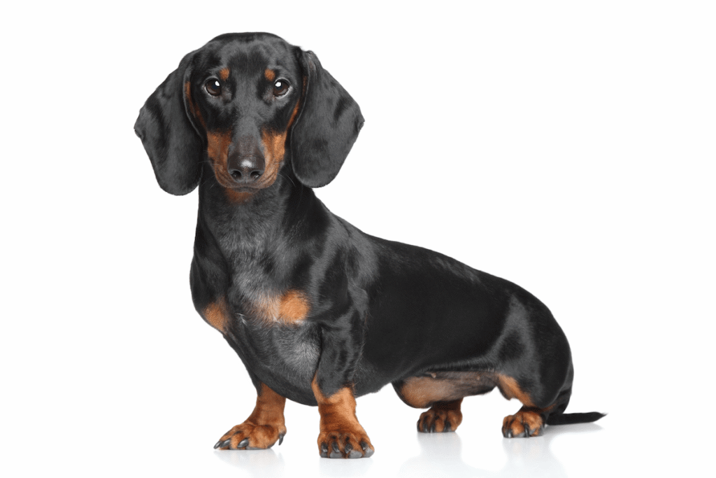 Chien teckel. Un chien affectueux et indépendant, l’un des plus adoptés par les Français