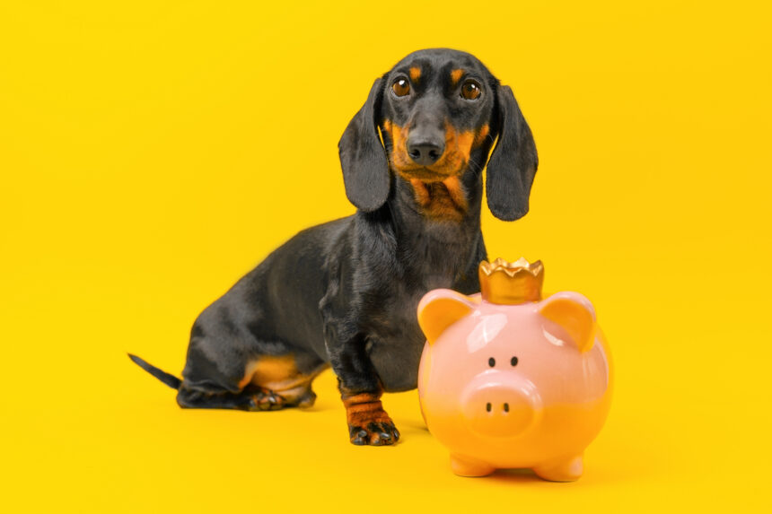 Chien de race teckel assis derrière une tirelire cochon avec une couronne sur la tête. On ne sait pas si elle peut contenir tout le budget nécessaire pour prendre soin d'un chien.
