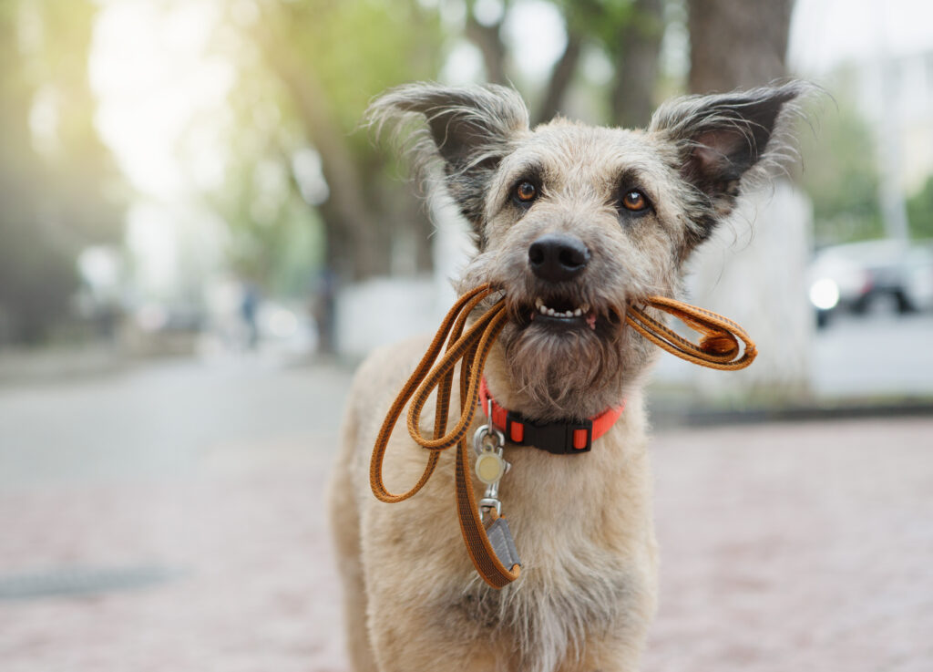 Chien avec une tête hirsute qui tient sa laisse dans la gueule.