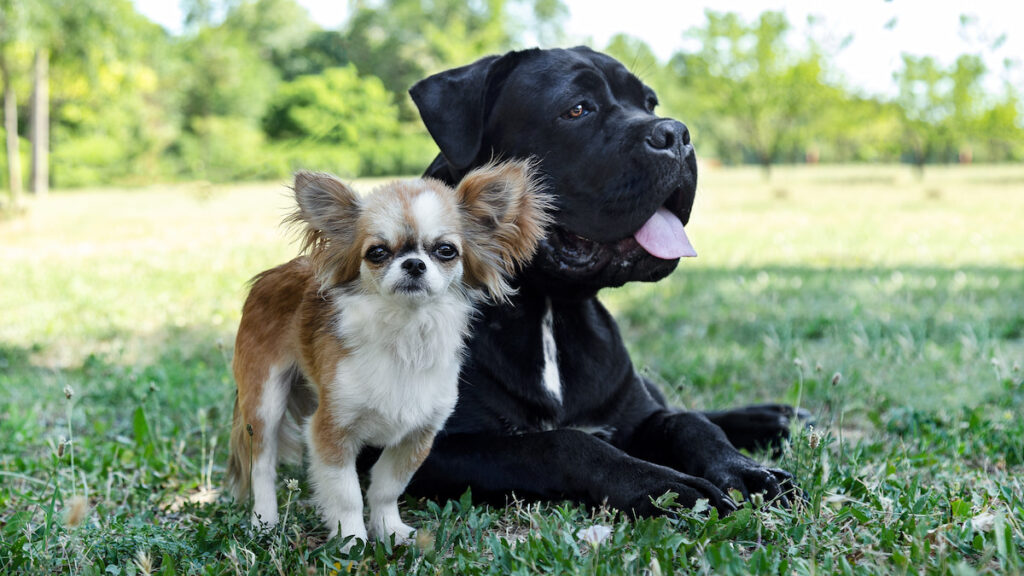2 chiens dans l'herbe : un cane corso couché regardant au loin et un chihuahua debout regardant l'objectif. Selon la taille de l'animal, le budget à prévoir n'est pas le même.
